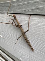 Megaphasma denticrus