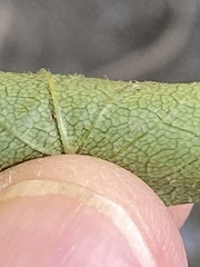 Symphyotrichum lateriflorum