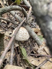 Chlorophyllum olivieri