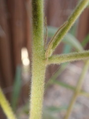 Melhania forbesii
