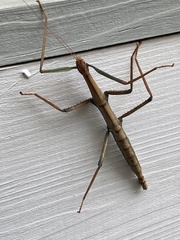 Megaphasma denticrus