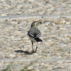 Motacilla alba
