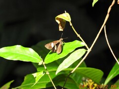 Notocrypta paralysos