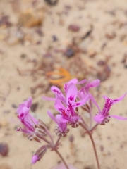 Pelargonium reflexipetalum