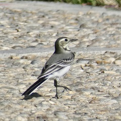 Motacilla alba