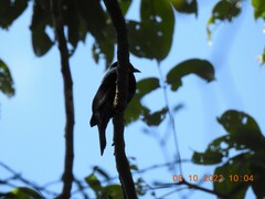 Dicrurus leucophaeus