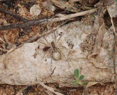 Araneae