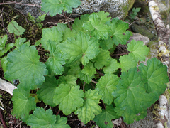 Boykinia occidentalis