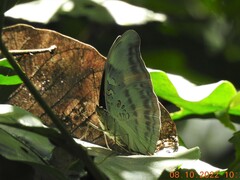 Dophla evelina