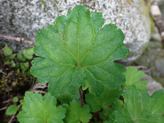 Boykinia occidentalis