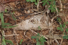 Araneae