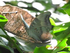 Dophla evelina