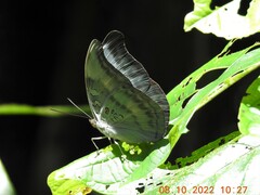 Dophla evelina
