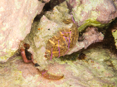 Calliactis parasitica