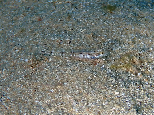 Bath's goby (Pomatoschistus bathi) — Gobiidae