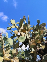 Opuntia durangensis