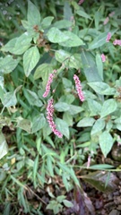 Persicaria longiseta