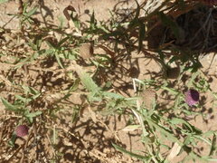 Sphaeranthus peduncularis