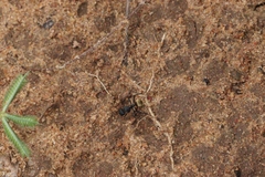 Camponotus sericeus