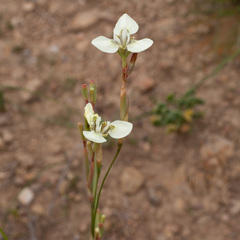 Moraea tricuspidata