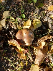 Paxillus involutus