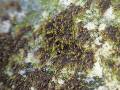 Andreaea nivalis