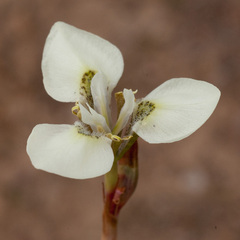 Moraea tricuspidata