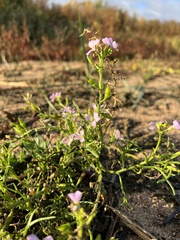 Cakile maritima baltica