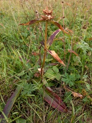 Gentiana macrophylla
