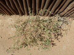 Sphaeranthus peduncularis