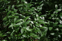 Polygonatum humile