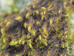 Andreaea nivalis