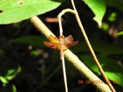 Neurothemis fulvia