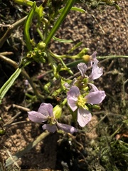 Cakile maritima baltica