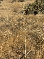 Sisymbrium altissimum