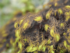Andreaea nivalis
