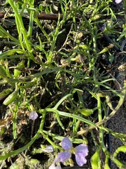 Cakile maritima baltica