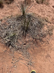 Yucca campestris