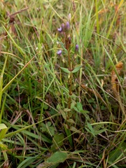 Gentianella amarella