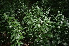 Polygonatum humile