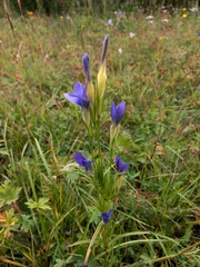 Gentianopsis barbata