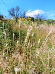 Bothriochloa barbinodis
