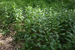 Polygonatum humile