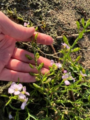 Cakile maritima baltica