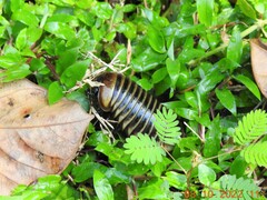 Arthrosphaera