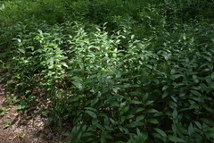 Polygonatum humile