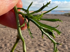 Cakile maritima baltica