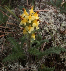 Pedicularis oederi