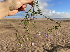 Cakile maritima baltica