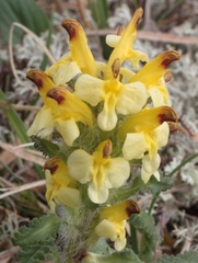 Pedicularis oederi
